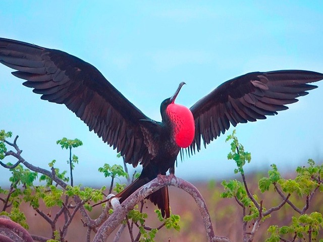 queen-of-galapagos-hotspotstours4